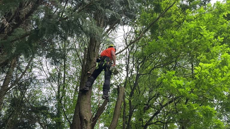 How Our Tree Care Process Works  in Plentywood, MT